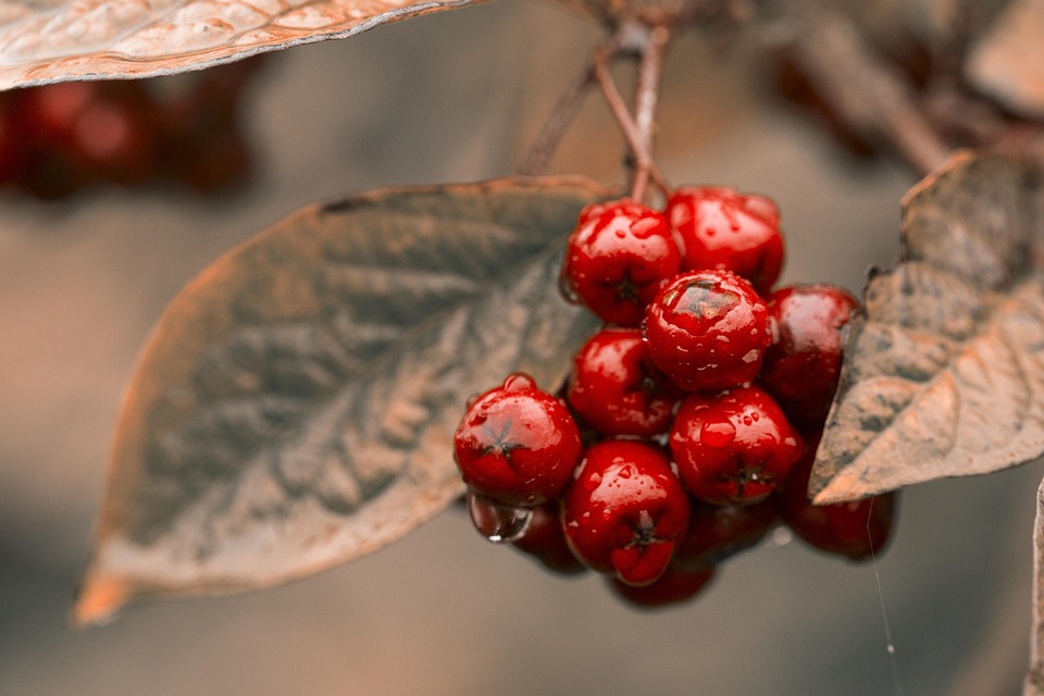 food background